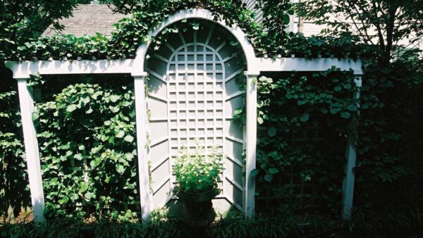 Handcrafted white garden trellis with arched structure and lattice panels supporting climbing plants in an outdoor garden setting.